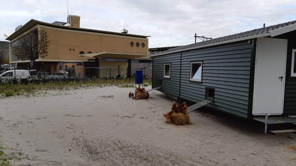 Binnen in de kipcaravan krijgen de hennen leidingwater. Buiten de caravan kunnen de hennen gezuiverd regenwater drinken uit een drinktoren. „In de blauwe ton zit een zuiveringssysteem.”