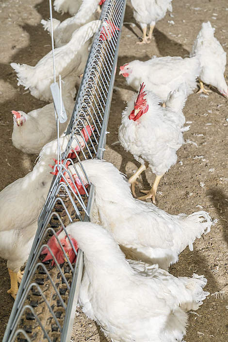 De stal binnen met voersysteem en dieren