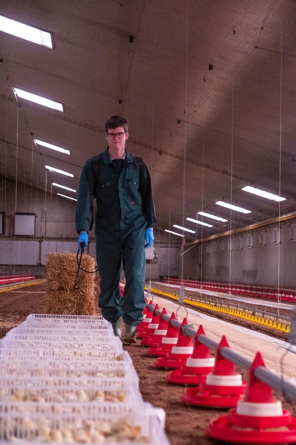 Vaccineren tegen coccidiose in de kratten