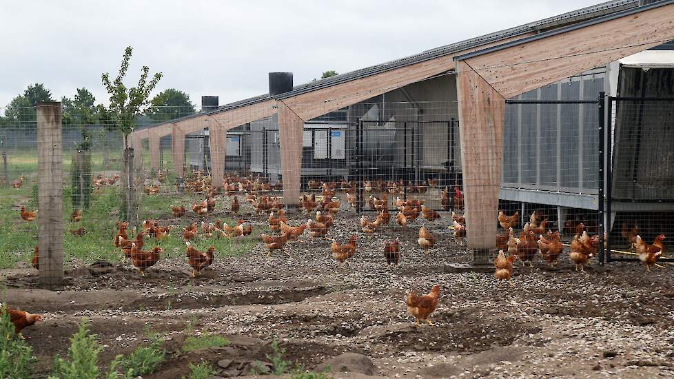 Het tweede koppel Lohman Brown is net opgezet en mag na een week wennen voor de eerste keer naar buiten. Lamberdina’s Hoeve bestaat uit een stal met daarin veertien afdelingen voor ieder 2800 kippen. Inpandig staat het Vencomatic Bolegg Terrace volièresys