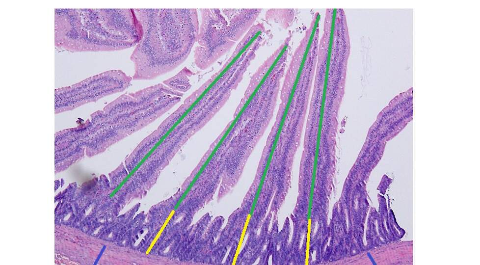 Figuur 1: „Darmoppervlak van het vleeskuiken duidelijk groter bij toediening van een organische zink-aminozuurcomplex”. Microscopische beoordeling van villuslengte (aangeduid in groen) en cryptediepte (aangeduid in geel).