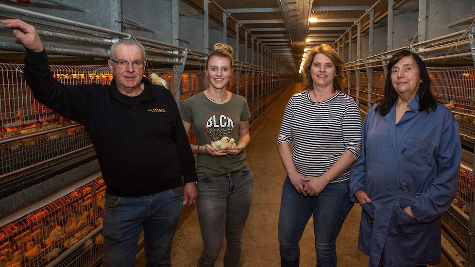 Jos (71), kleindochter Cindy (20), schoondochter Suzan (49) en Els (70) Dams ontvingen eind januari de tweede koppel kuikens in hun nieuwe opfokstal, die ze in september in gebruik namen. Cindy en haar oma Els verzorgen de opfokhennen in Meer. Moeder en s