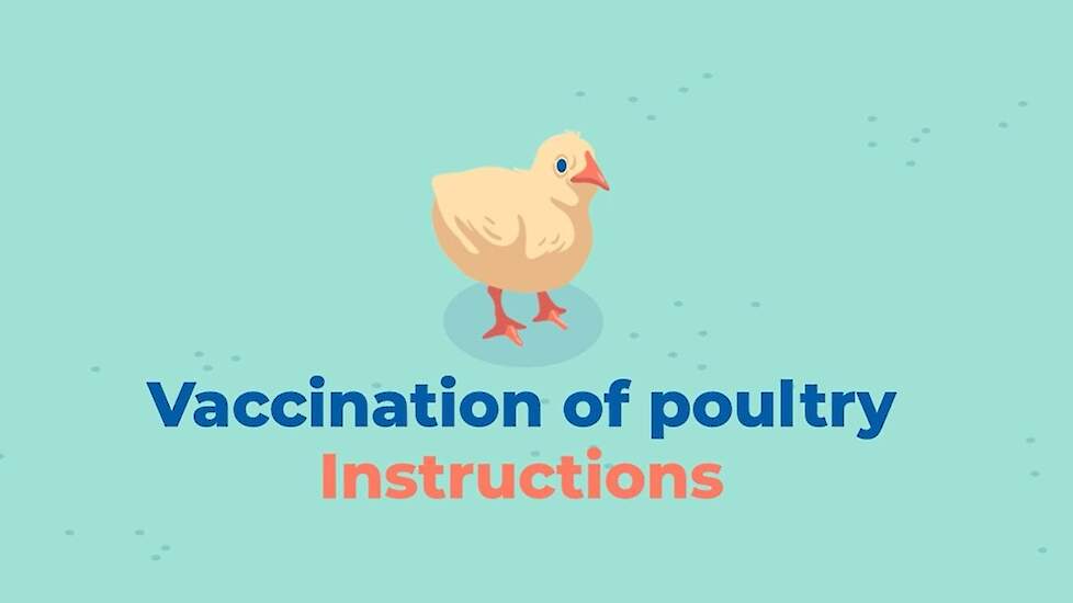 Boehringer Ingelheim  - Tutorial for vaccination of poultry with drinking water