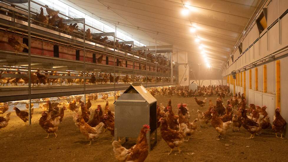 Baudoin koos voor ledverlichting vanwege de lage energiekosten. Ze gebruiken wit licht en rood licht. Met behulp van het rode licht verminderen ze pikkerij.