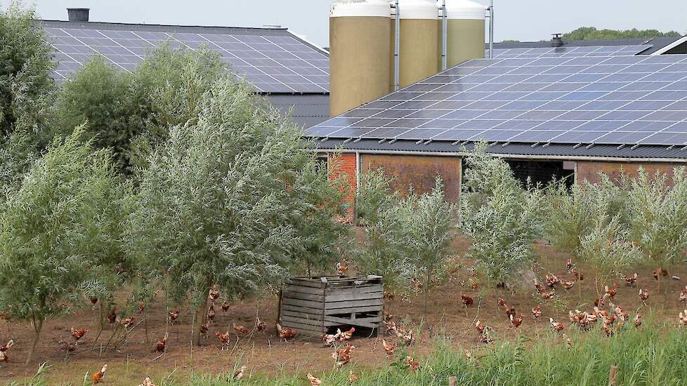 De hennen in de bestaande stal gingen twee weken na het maken van de foto’s weg naar de slacht. Tijdens het maken van de foto’s scharrelden ze nog buiten op de kleigrond.