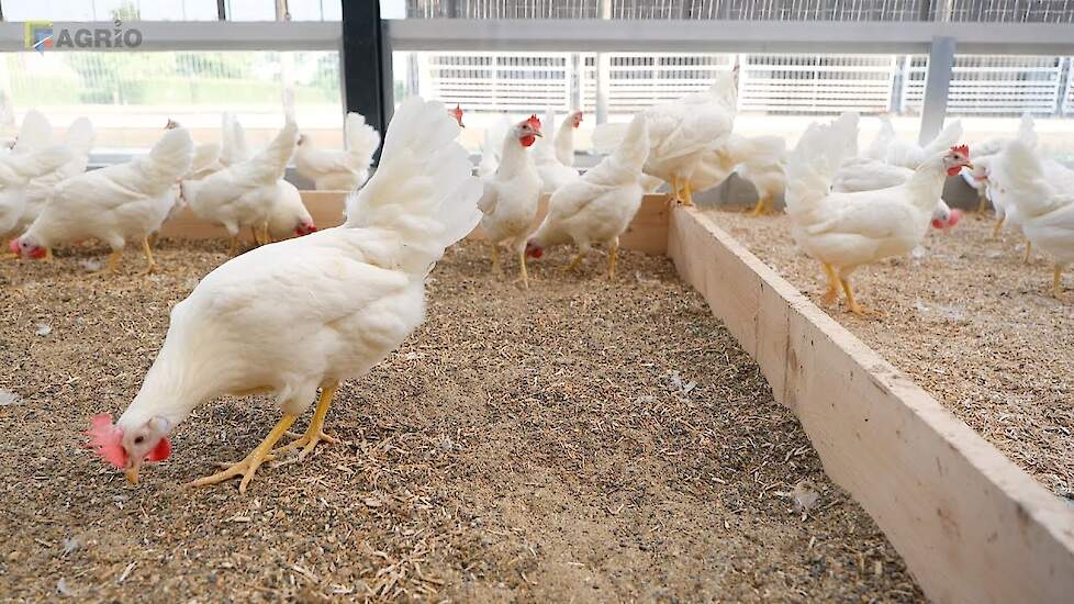 Twee nieuwe stallen en 3* voor Pluimveehouderij Beek in Barneveld