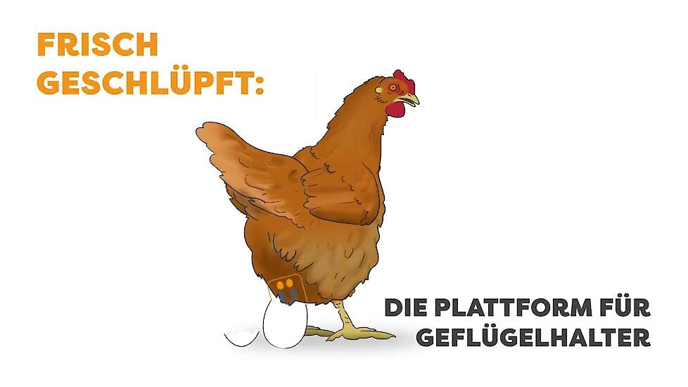 Geflügelnews.de: Neue Plattform für Geflügelhalter