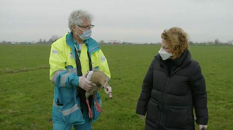 The Rising Bird Flu Crisis: Animal Ambulances Left to Foot the Bill