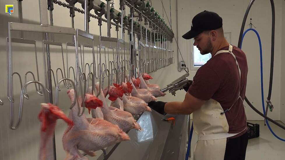 Video: Huisslachting Van Broederhaantjes Bij Biologisch Pluimveebedrijf ...