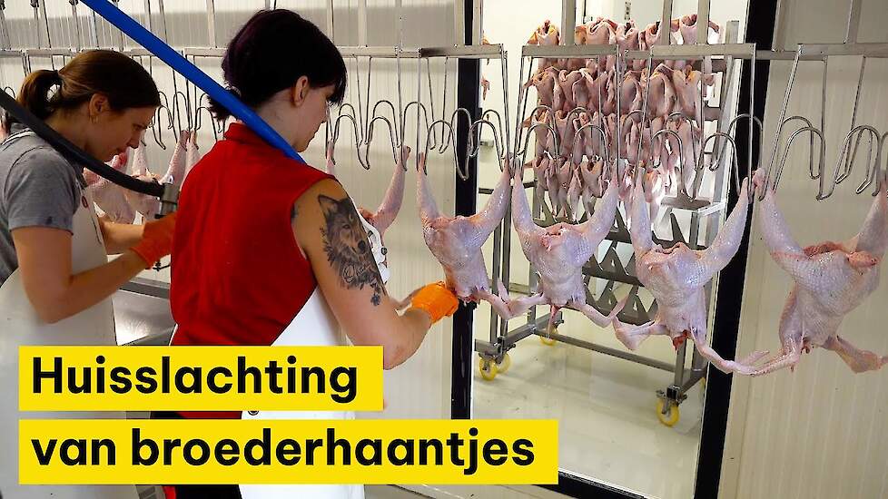 Huisslachting van broederhaantjes bij biologisch pluimveebedrijf Bodden