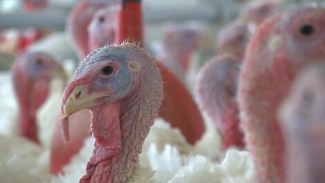 Vogelgriep op kalkoenbedrijf in Vlaamse Alveringem