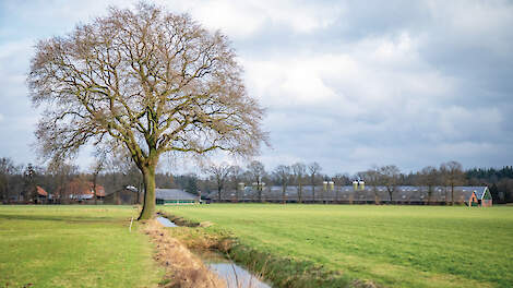 ‘Perspectief voor Brabantse pluimveehouder is ver te zoeken’