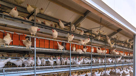 Boerenfamilie laat nieuwe stal voor de biologische leghennenhouderij zien