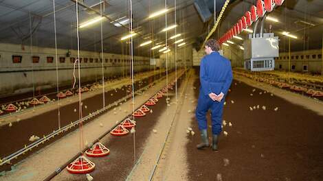 TOP Ondernemerschap Programma Pluimveehouderij half mei van start