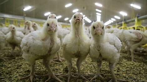 'Ent vleeskuikens voorlopig niet tegen vogelgriep'