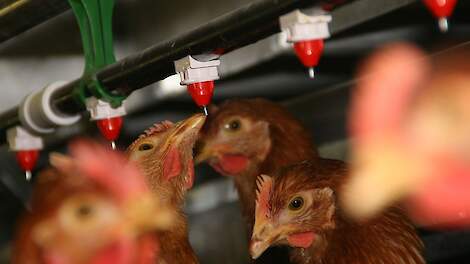 Antibioticagebruik in de leghennenhouderij stabiliseert verder