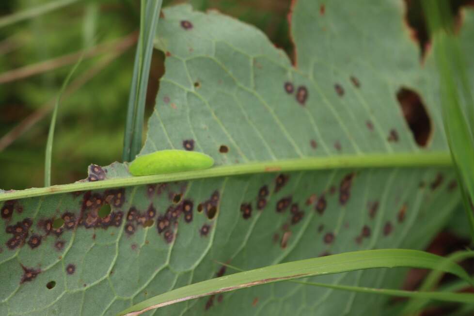 rups grote vuurvlinder