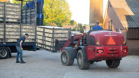 Uitladen van vleeskuikens weer toegestaan in België