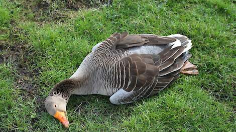 Europese instanties: relatief weinig vogelgriep in Europa