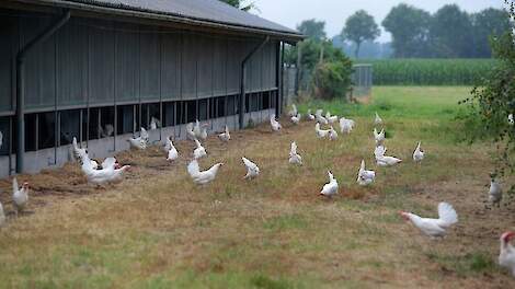 Minister Wiersma: kans op vogelgriep in heel Nederland laag