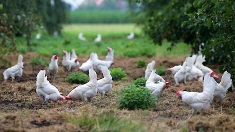 BioForum: gangbare landbouw en industrie verantwoordelijk voor vervuiling biovoedsel