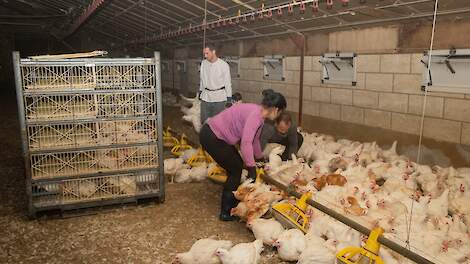 'Kijk ook naar mensenwelzijn en niet enkel naar dierenwelzijn bij vangen pluimvee'