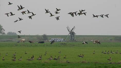 Rustige periode maar vogelgriepvirus is nog niet weg