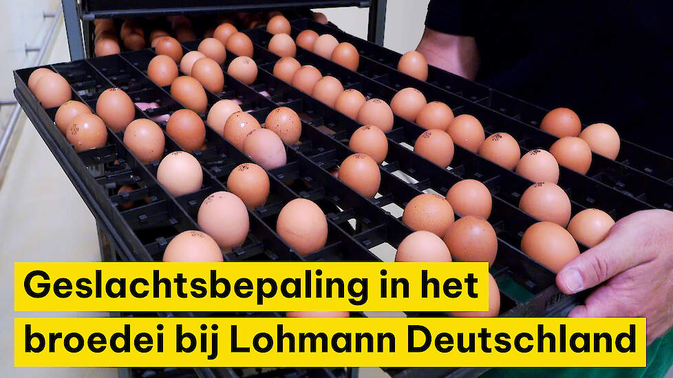 Geslachtsbepaling in het broedei bij Lohmann Duitsland