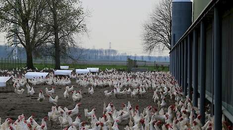 'Tekort aan biologische eieren dreigt door omschakeling naar vrije-uitloop'