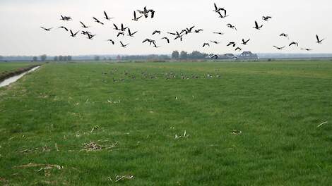 Deskundigengroep Dierziekten: Kans op uitbraak van vogelgriep laag