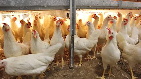 Eerste vogelgriepuitbraak in Verenigd Koninkrijk