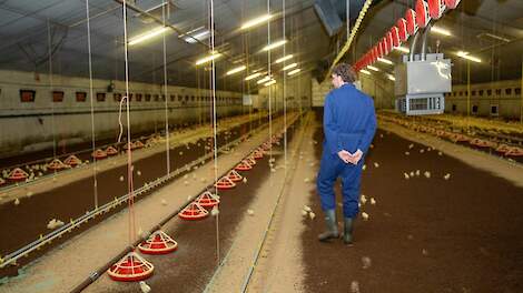 Bijna helft Duitse pluimveehouders ontevreden over hun inkomen