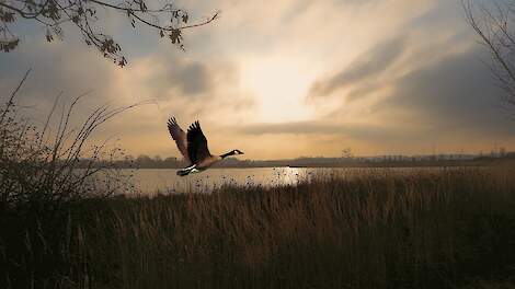 Nieuwe vogelgriepdreiging: pluimvee standaard ophokken in risicoseizoen?