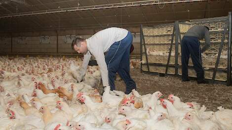 Ook in België rechtszaak over aan de poten vangen van pluimvee